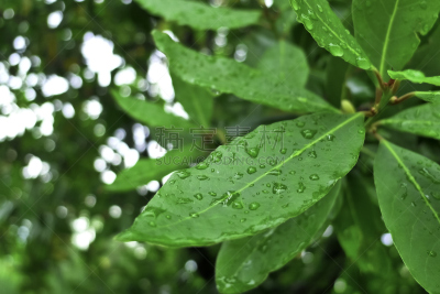 叶子,雨滴,月桂树,阴叶,气孔,water cycle,植物类型,樟科,树木造型,黄绿色