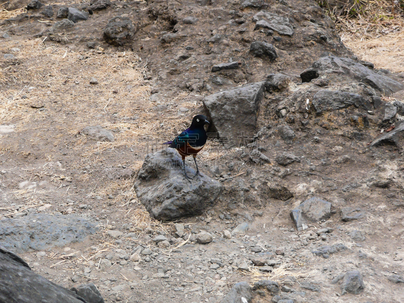 Superb Starling,野生动物,水平画幅,无人,鸟类,非洲,坦桑尼亚,野外动物,户外,摄影