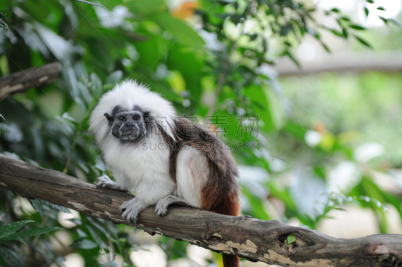 cotton-top tamarin,绢毛猴,顶部,棉花,自然,褐色,水平画幅,小的,可爱的,非洲