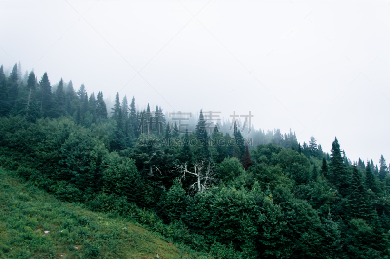 雾,白昼,塔伯拉山滑雪场,汤布朗山省立公园,魁北克,水平画幅,无人,户外,针叶树,怪异