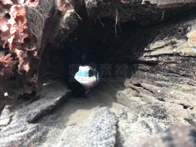 浮木,海洋,热情,自然神力,暴风雨,想法,树干,户外,自然,非凡的