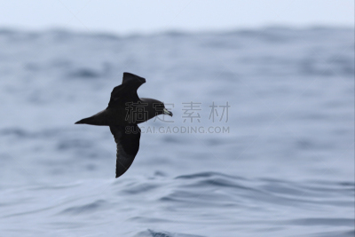 海燕,韦斯特兰,鸟类,户外,特有物种,开着的,凯库拉山脉,海鸟,环境,水生动植物
