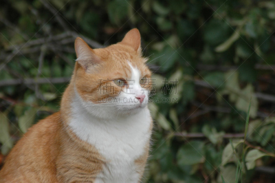 猫,红色,自然,美,瞳孔保证金,水平画幅,可爱的,家畜,雄性动物
