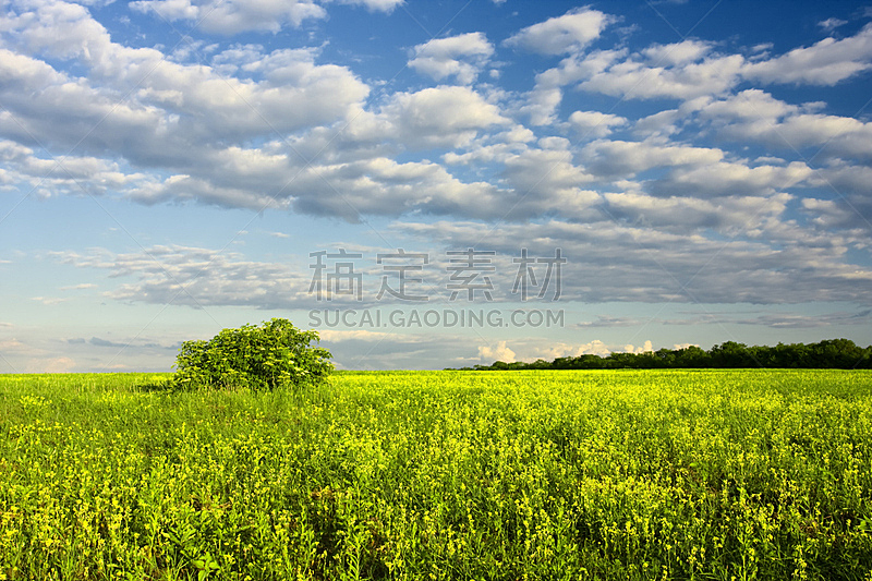 地形,天空,草地,水平画幅,绿色,枝繁叶茂,蓝色,户外,草,图像
