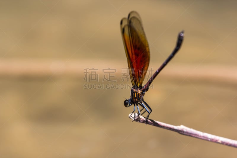 豆娘,悲痛中的少女,自然,野生动物,水平画幅,无人,散焦,蓝色,特写,水滴