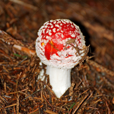 毒蝇菇,有毒生物体,蘑菇,伞形毒菌,孢子,自然,无人,苔藓,户外,方形画幅