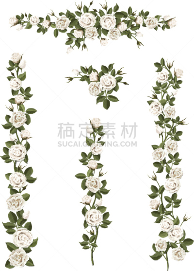 玫瑰,仅一朵花,白色,画笔,花坛,有蔓植物,壁纸刷,婚礼,边框,艺术