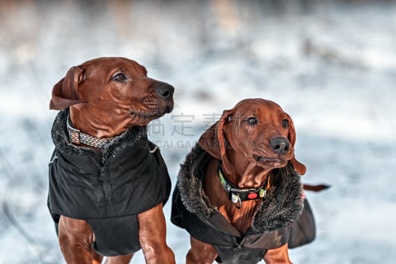 罗德西亚脊背犬,雪,津巴布韦,褐色,水平画幅,户外,俄罗斯,哺乳纲,友谊,冬天