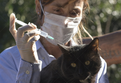 水平画幅,特写,专业人员,猫,短毛猫,家畜,猫科动物,健康保健