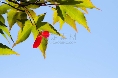叶子,枫树,枫树的翅果,亚美尼亚,美,水平画幅,无人,园艺,户外,特写