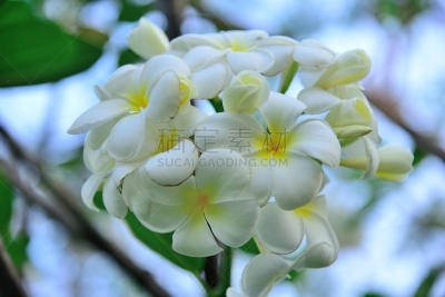 白色,赤素馨花,赫蕉属,北欧血统,雄花,风铎花,蜡花鹿蹄草,仅一朵花,荷包牡丹,温带的花
