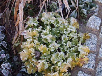 矾根属植物,酸橙,桔子酱,自然,水平画幅,雪,无人,霜,特写,植物