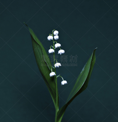铃兰,自然,垂直画幅,无人,户外,脆弱,植物茎,植物,樱草花,山谷