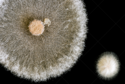 真菌,大特写,黑色背景,生物学,微生物学,健康保健,药,生物科技,科学实验