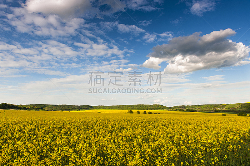 天空,蓝色,田地,黄色,油菜花,自然,水平画幅,无人,户外,芸苔