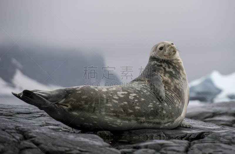 冰块,威德尔海海豹,自然,野生动物,水平画幅,雪,无人,户外,冰,海洋