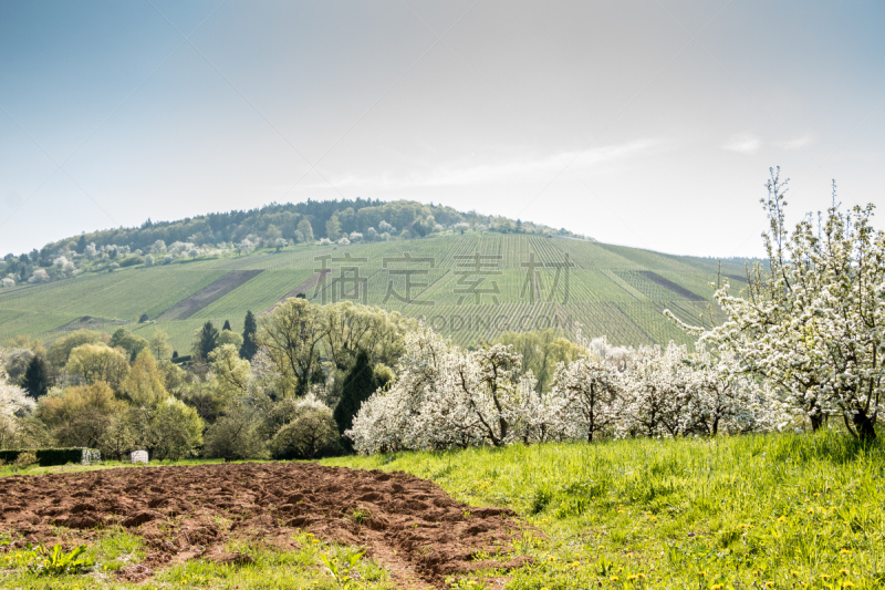 葡萄园,格林威治村,气候,水平画幅,无人,泥土,户外,草,活力,田地