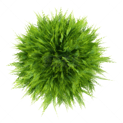 白色背景,植物,绘画插图,顶部,分离着色,三维图形,视角,自然,绿色,无人