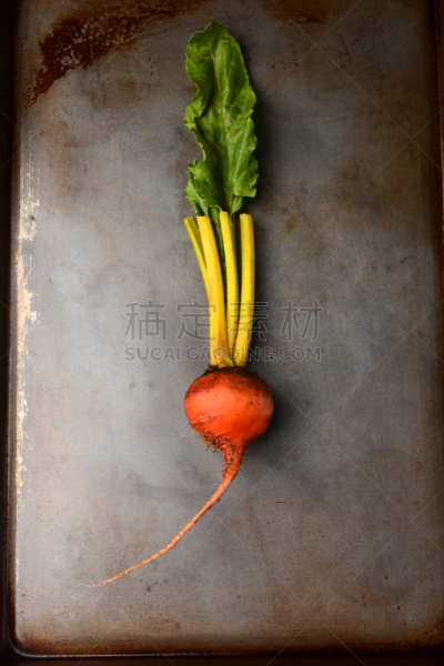 金色甜菜,植物的主根,制糖用甜菜,垂直画幅,黄金,根部,有机食品,生食,金属,金属板
