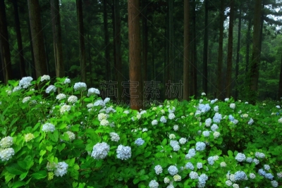八仙花属,森林,水平画幅,无人,夏天,户外,著名自然景观,树林,植物,山