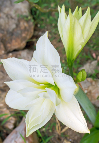 白色,小的,Marquis,公园,花鳞茎,色彩鲜艳,香水,春天,植物,花