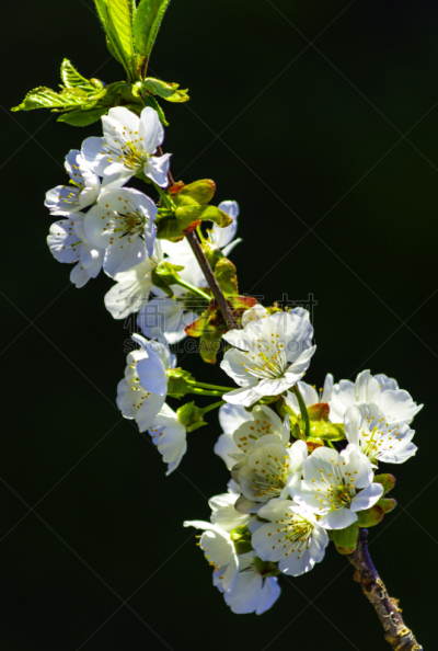 樱桃树,勒死,垂直画幅,美,公园,樱花,樱桃,鸟类,户外,草