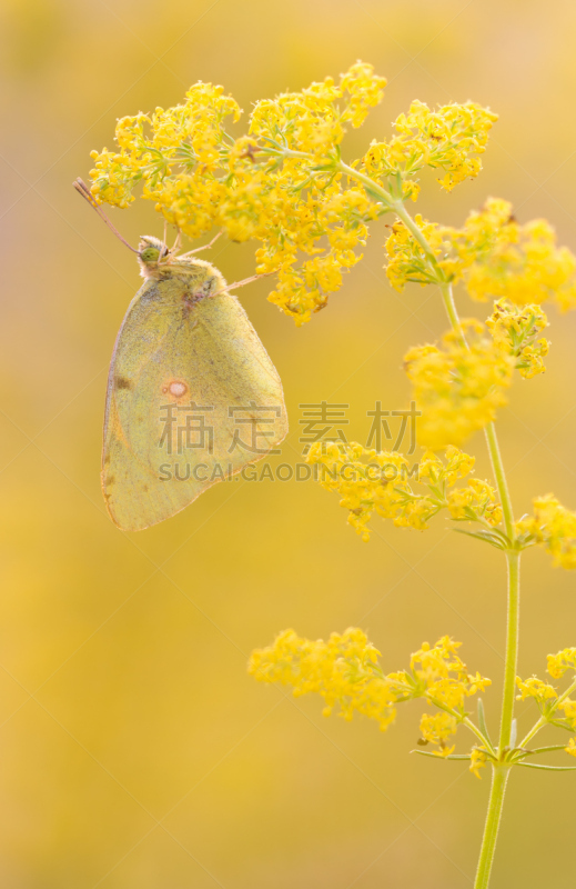 黄色,橙色,蝴蝶,云彩黄蝶,柔和,背景,硫磺,云硫蝴蝶,斑点,垂直画幅