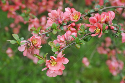 温柏,枝,花朵,皱皮木瓜,正面视角,水平画幅,无人,组物体,户外,图像