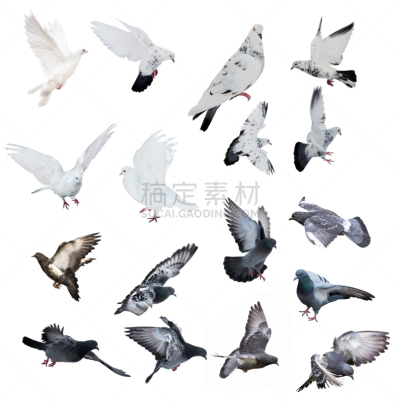 白色背景,斑鸠,分离着色,16岁到17岁,鸽子,垂直画幅,灰色,鸟类,纯净,动物身体部位