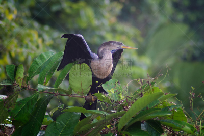 tortuguero national park,美洲蛇鸟,哥斯达黎加,里蒙省,水平画幅,无人,2015年,户外,摄影
