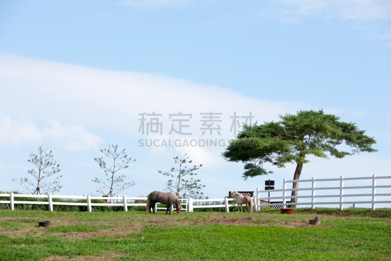 牧场,马,高阳市,京畿道,自然,天空,水平画幅,地形,无人,夏天