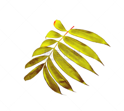 绿色,白色背景,棕榈叶,分离着色,水平画幅,柳条,椰子,夏天,棕榈树,泰国