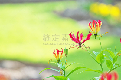 火红色百合,六月,水平画幅,无人,日本,藤泽市,夏天,红色,植物茎,花蕾