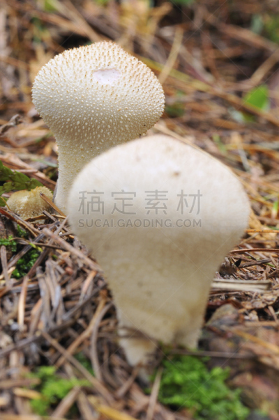 垂直画幅,普通马勃,马勃菇,秋天,无人,成分,真菌学,蘑菇,食用菌,摄影