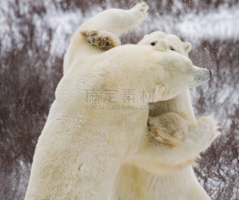 北极熊,自然,野生动物,水平画幅,马尼托巴湖,野外动物,丘吉尔镇,熊,哺乳纲,加拿大