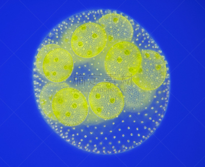 团藻,淡水,球体,绿藻,大群动物,水平画幅,显微图片,无人,科学,光亮