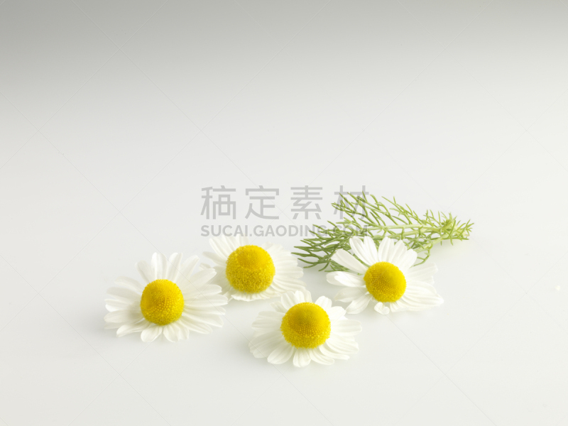 甘菊,白茶,甘菊花,四个物体,水平画幅,无人,健康保健,草药,草本,农作物