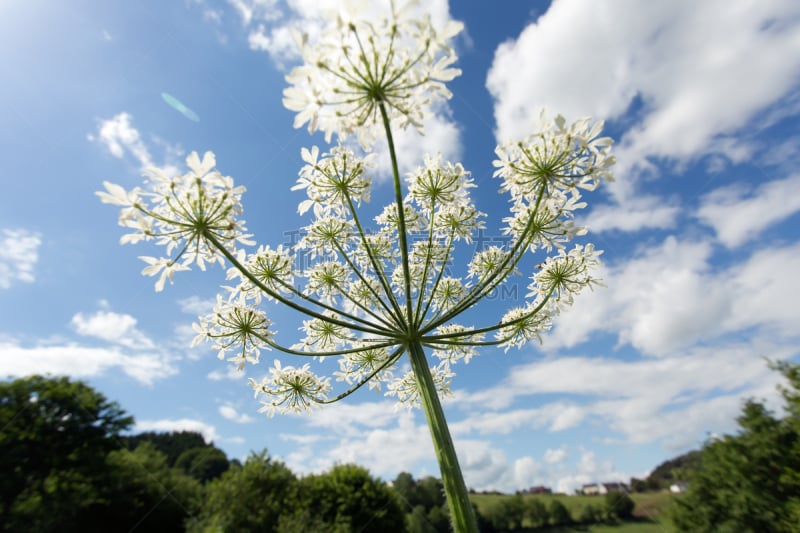 queen annes lace,峨参,野胡萝卜花,自然,水平画幅,地形,无人,蓝色,户外,野生植物