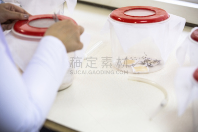 植物,实验室,农业,蔬菜,显微镜,健康保健,化学,科技,癌症,科学实验