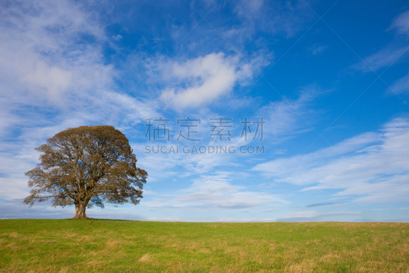 秋天,自然美,橡树,一棵树,树冠,水平画幅,无人,偏远的,户外,田地