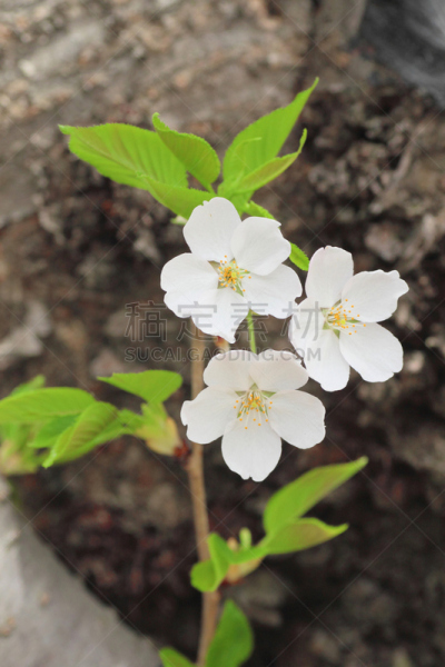 角馆,樱花,秋田县,江户时代,自然,垂直画幅,樱桃,无人,日本,有机食品