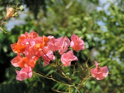 卡丁加群落,白桃花心意大利面,三角梅,家畜,美,水平画幅,无人,热带雨林,沙旋,户外