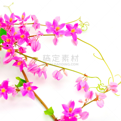 有蔓植物,珊瑚,垂直画幅,蓝花藤,芳香的,无人,夏天,花蕾,白色