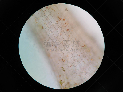 显微镜,植物细胞,视角,在下面,水栖哺乳动物,胞间连丝,黑藻属,细胞核,细胞质,菌腮