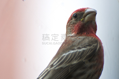 雄性动物,雀科,家雀,水平画幅,无人,2015年,鸟类,摄影