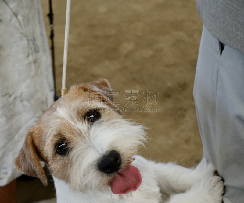 狗,杰克拉瑟短腿犬,狗链,动物保护,训服,可爱的,纯种犬,梗犬,宠物项圈,浪漫