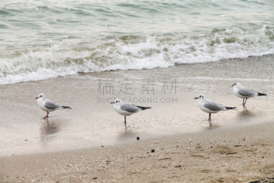 四只动物,水,水平画幅,沙子,博氏鸥,无人,鸟类,组物体,湖,哈氏鸥