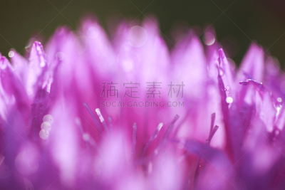 水滴,抽象,花瓣,弹出式商店,植物园,兰花,水,夏天,光,植物学