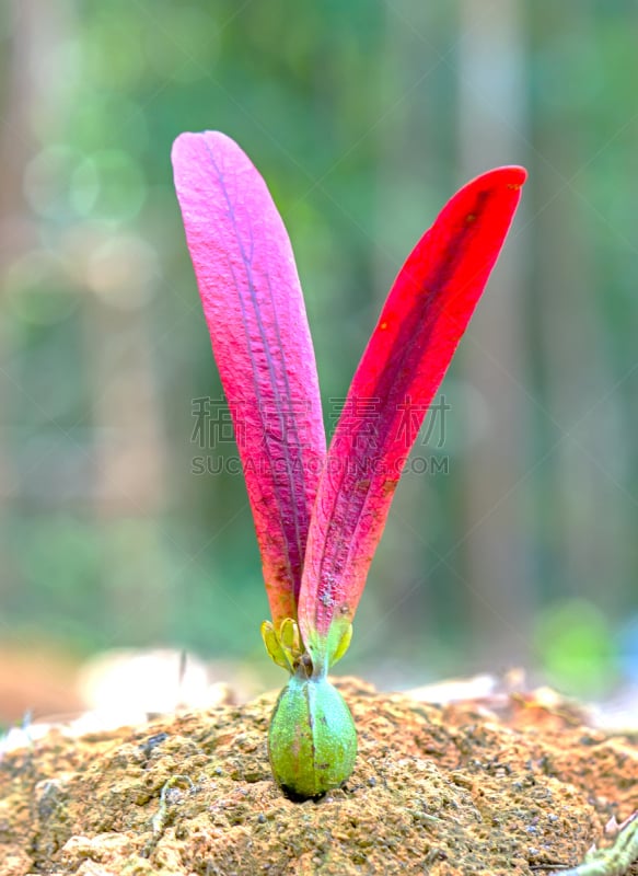 秧苗,垂直画幅,褐色,艺术,形状,太空,夏天,生物学,干的,尤脑香科树