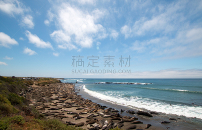 布兰卡斯,圣西蒙,海象,美国,加利福尼亚,海岸线,大群动物,中环,北,海象滩